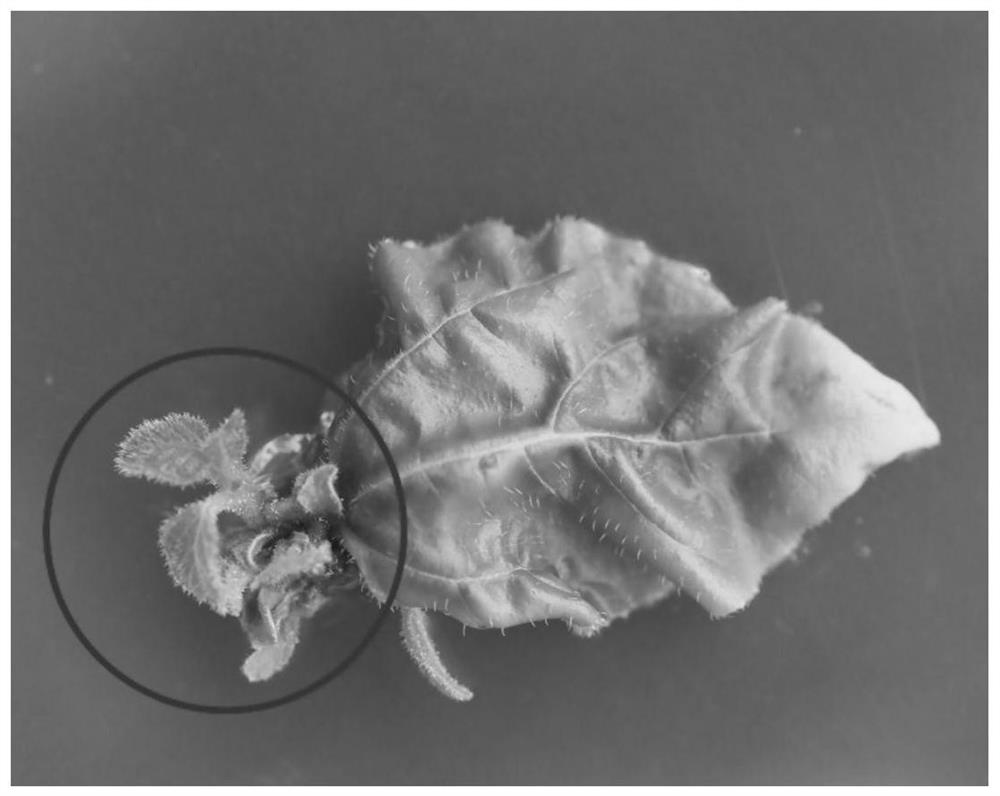 Efficient induction method of clerodendrum japonicum polyploidy