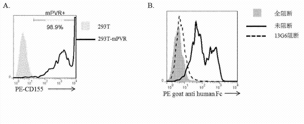 Specific anti-mouse TIGIT monoclonal antibody and preparation method, identification and application thereof