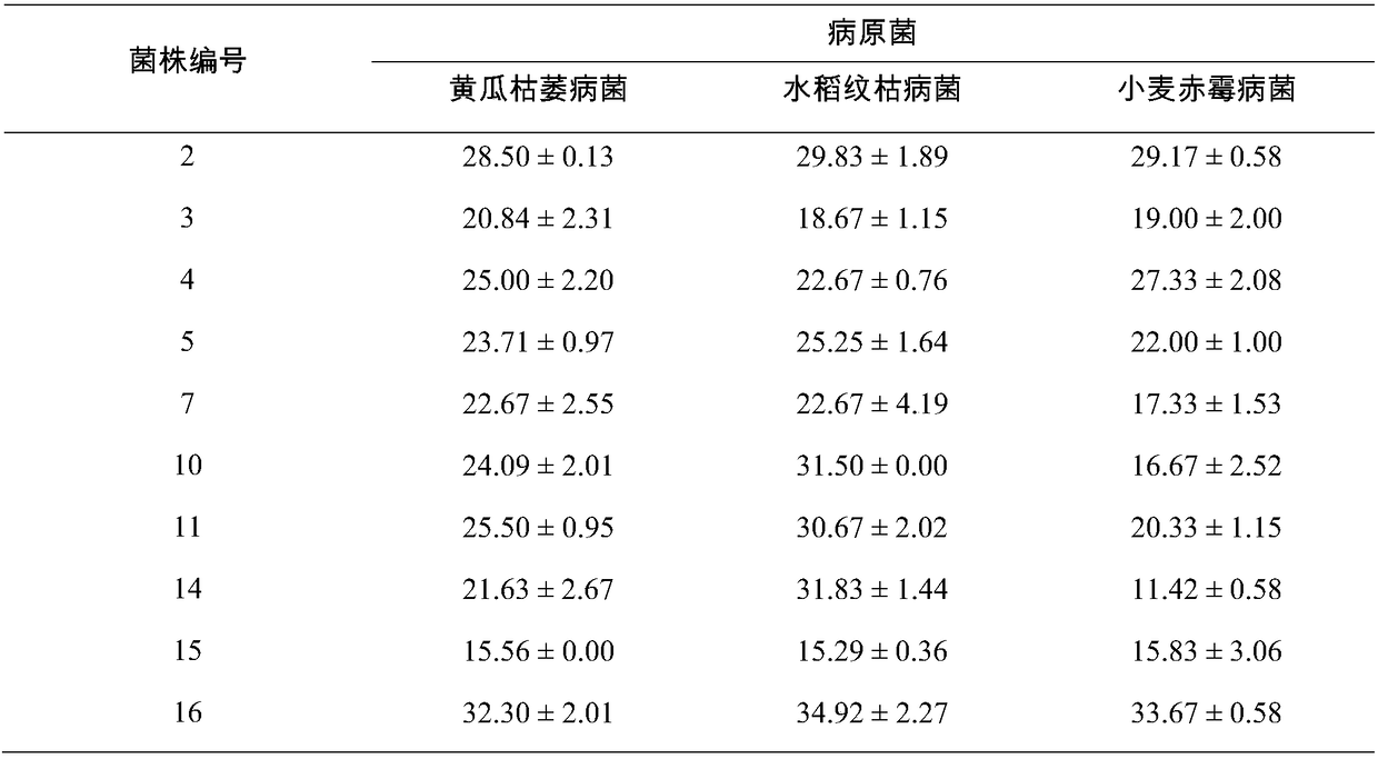 Bacillus methylotrophicus BMF 04, fermentation method for same and application of bacillus methylotrophicus BMF 04