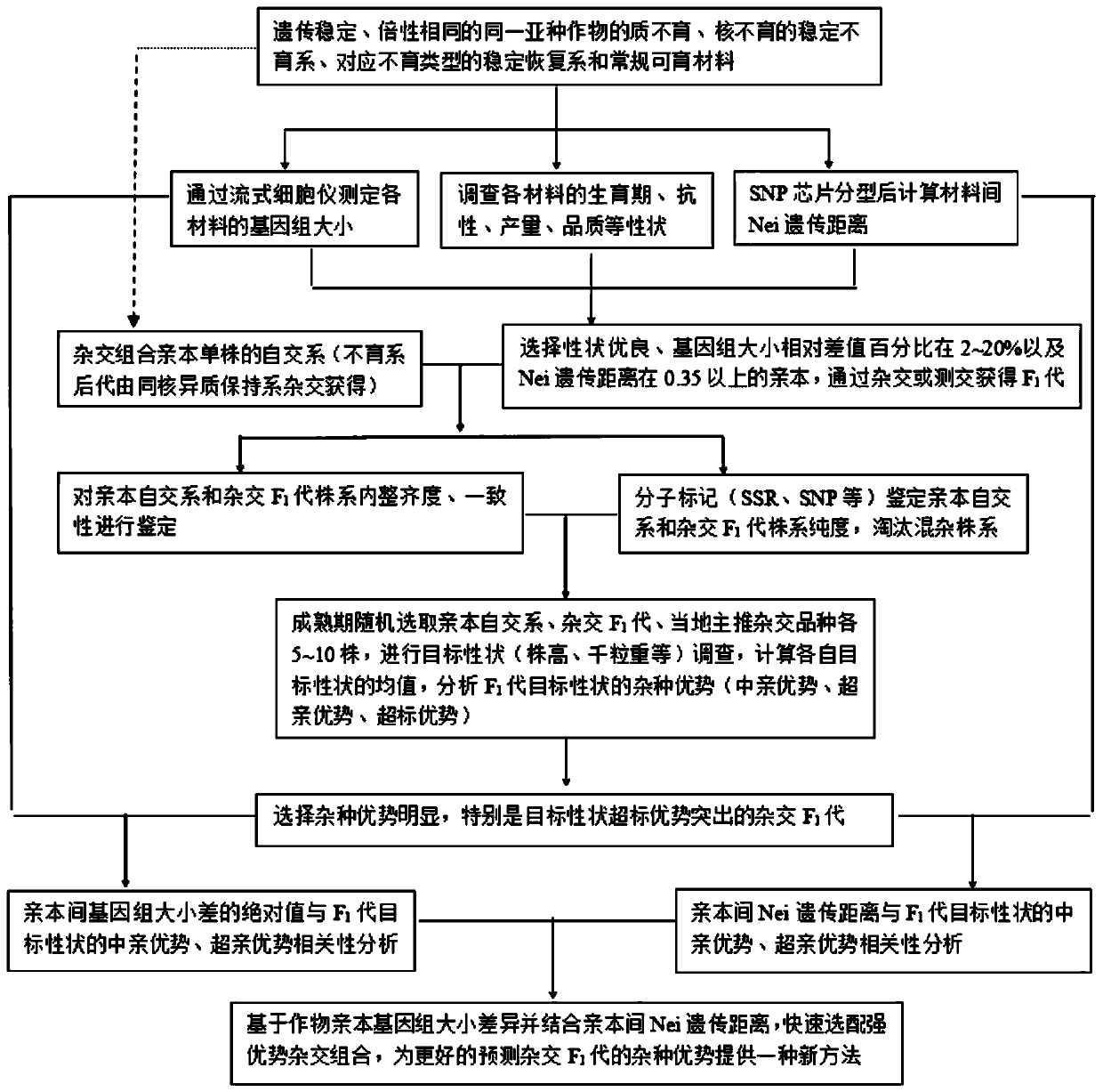 Method for rapidly predicting heterosis based on genome size of crops