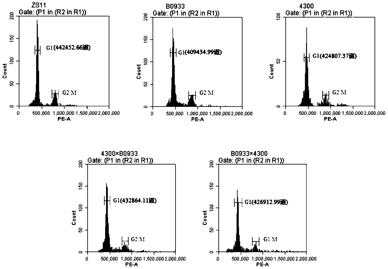 Method for rapidly predicting heterosis based on genome size of crops