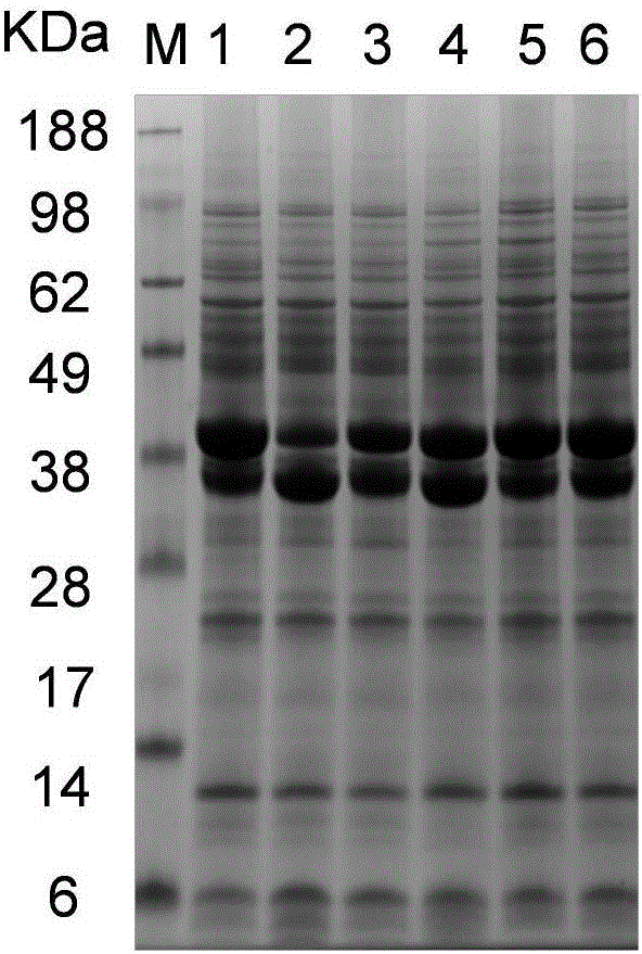 Asparaginase mutant with improved enzyme activity