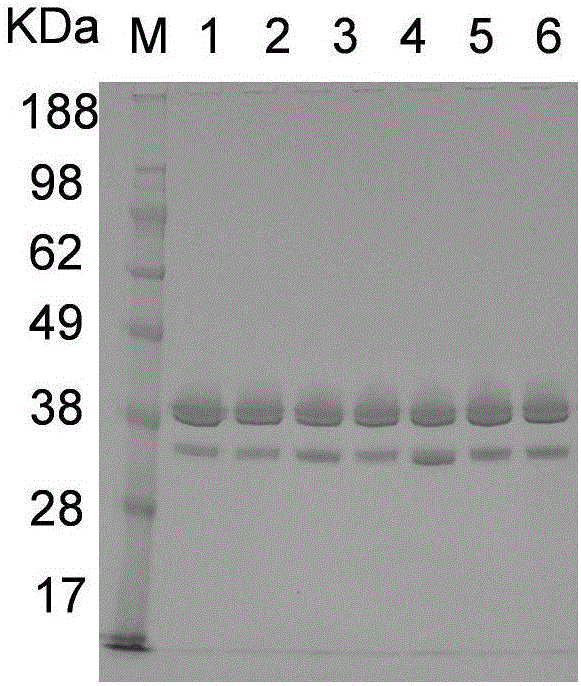 Asparaginase mutant with improved enzyme activity