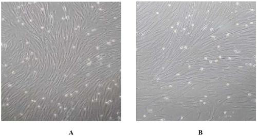 Induction culture medium and induction method for directional differentiation of human mesenchymal stem cells towards endothelial cells