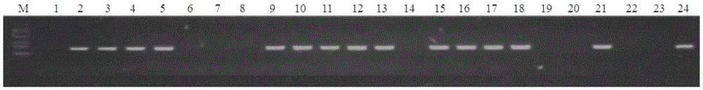 Cultivating method for high-oleic acid rapeseed variety