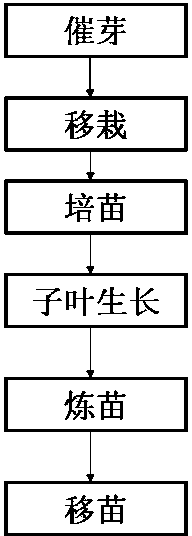 Mulberry seedling cultivation method employing trays