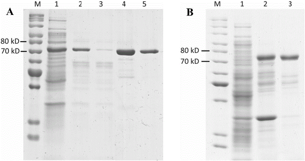 Beta-xylosidase in vivo enzyme aggregate and preparation method thereof