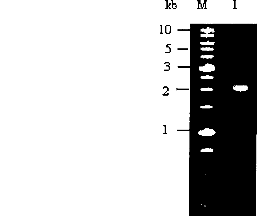 Novel disinsection Bt protein Cry54Aa1, coding gene thereof and use