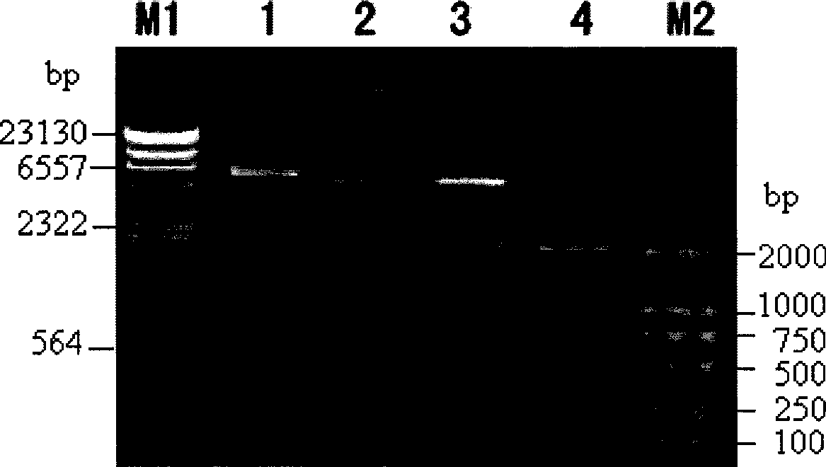 Novel disinsection Bt protein Cry54Aa1, coding gene thereof and use