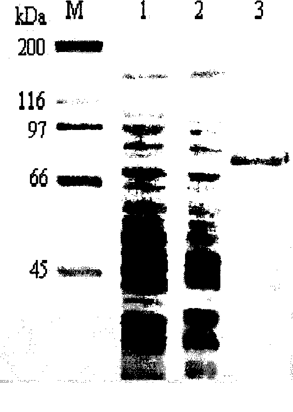 Novel disinsection Bt protein Cry54Aa1, coding gene thereof and use