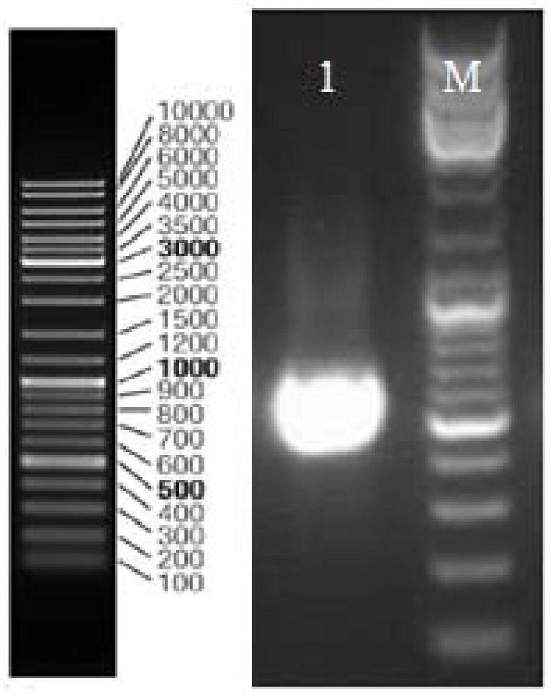 Lycium ruthenicum composite microecological preparation product and preparation method thereof