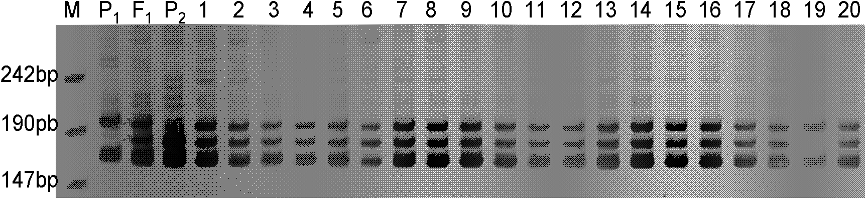 SSR (Simple Sequence Repeat) molecular marking method for identifying variety authenticity and/ or variety purity of high-quality transgenic hybrid cotton CCRI (Chinese cotton research institute) 70