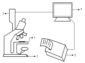 Method for automatic measurement and morphological classification statistic of ultra-fine grain steel grains