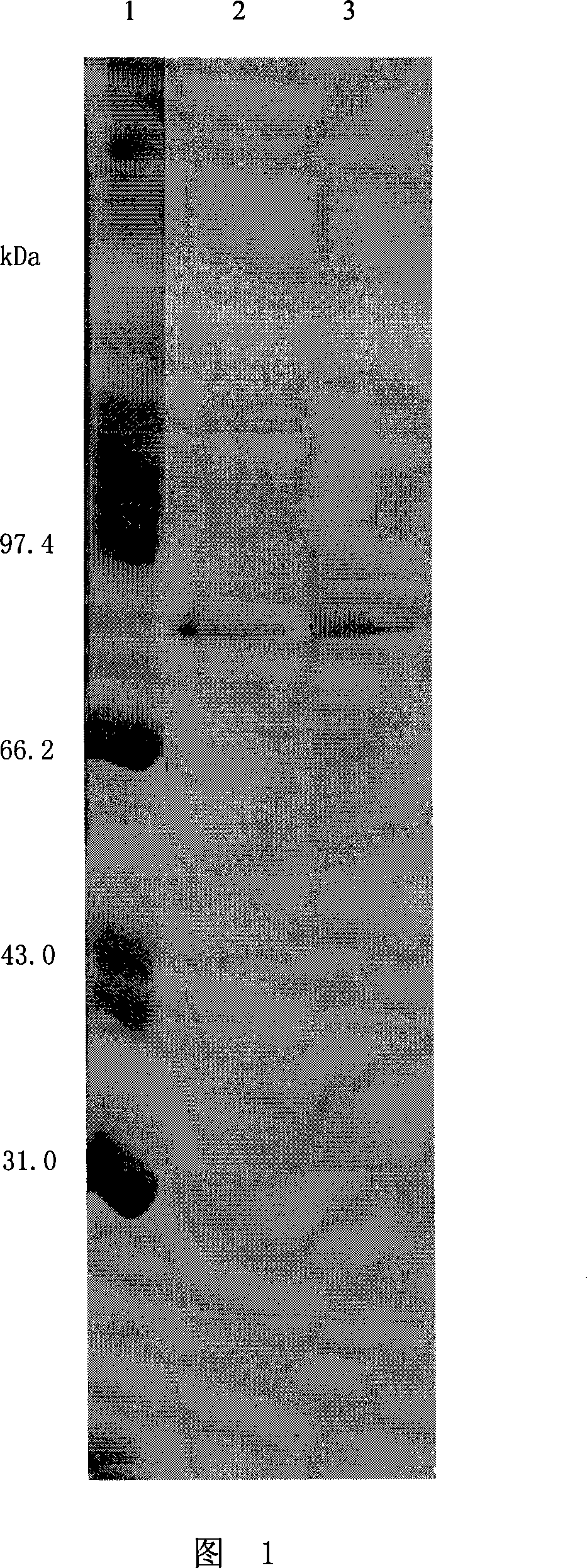 Fusion protein comprised of human serum and interferon and its coding gene and application