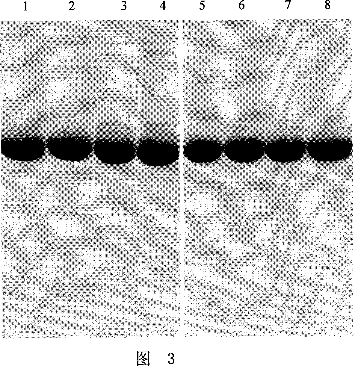 Fusion protein comprised of human serum and interferon and its coding gene and application