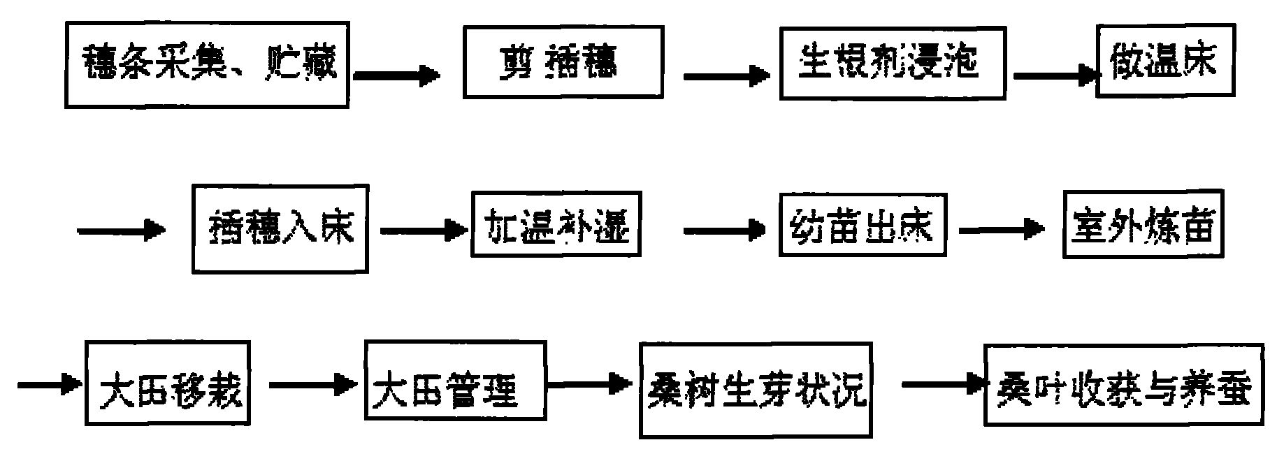 Method for rapidly and efficiently propagating highbred mulberry