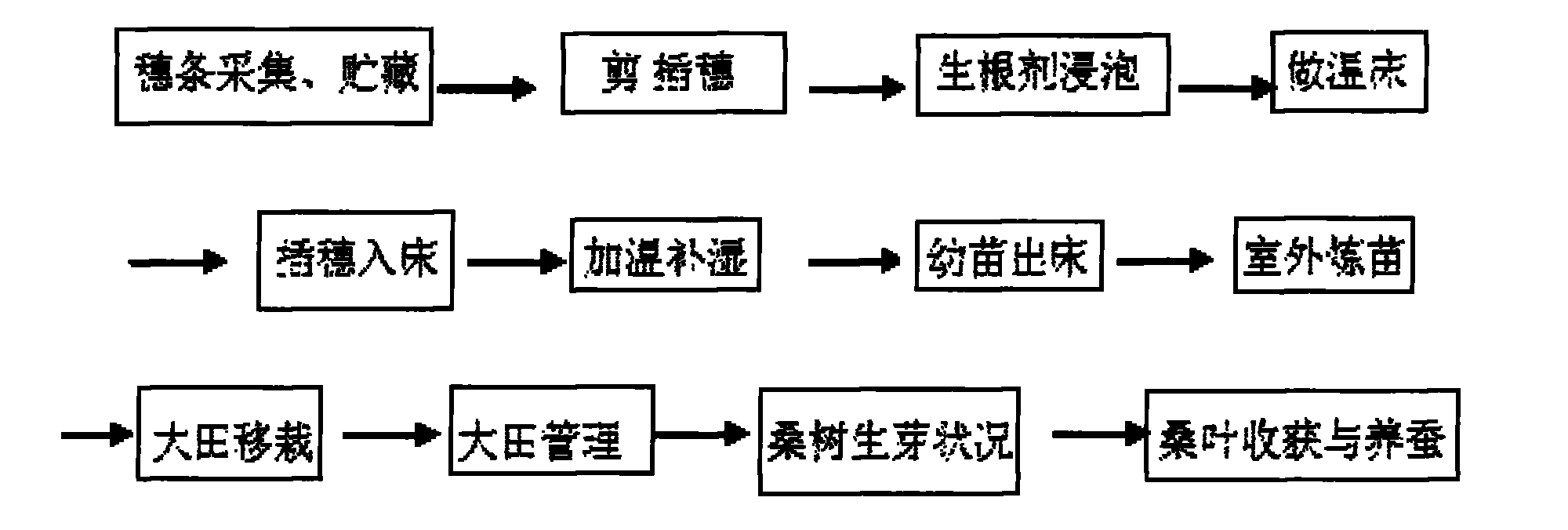 Method for rapidly and efficiently propagating highbred mulberry