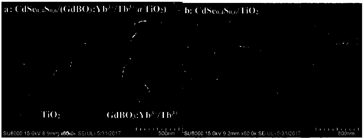 Bi-directional light conversion agent GdBO3:Yb&lt;3+&gt;/Tb&lt;3+&gt;-assisted photo-anode and preparation method and application thereof