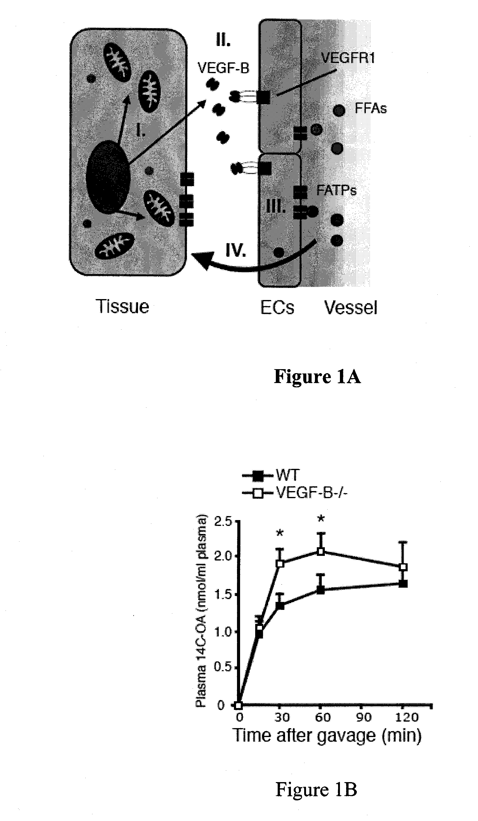 Regulation of fatty acid transporters