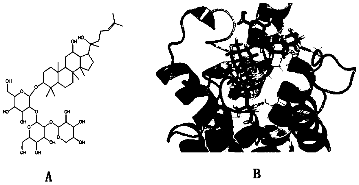 A kind of use of notoginseng saponin ft1