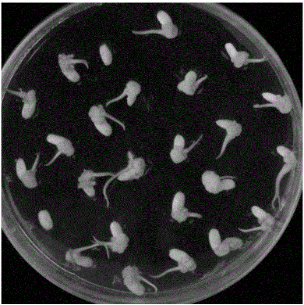 Agrobacterium-mediated rapid genetic transformation method for japonica rice