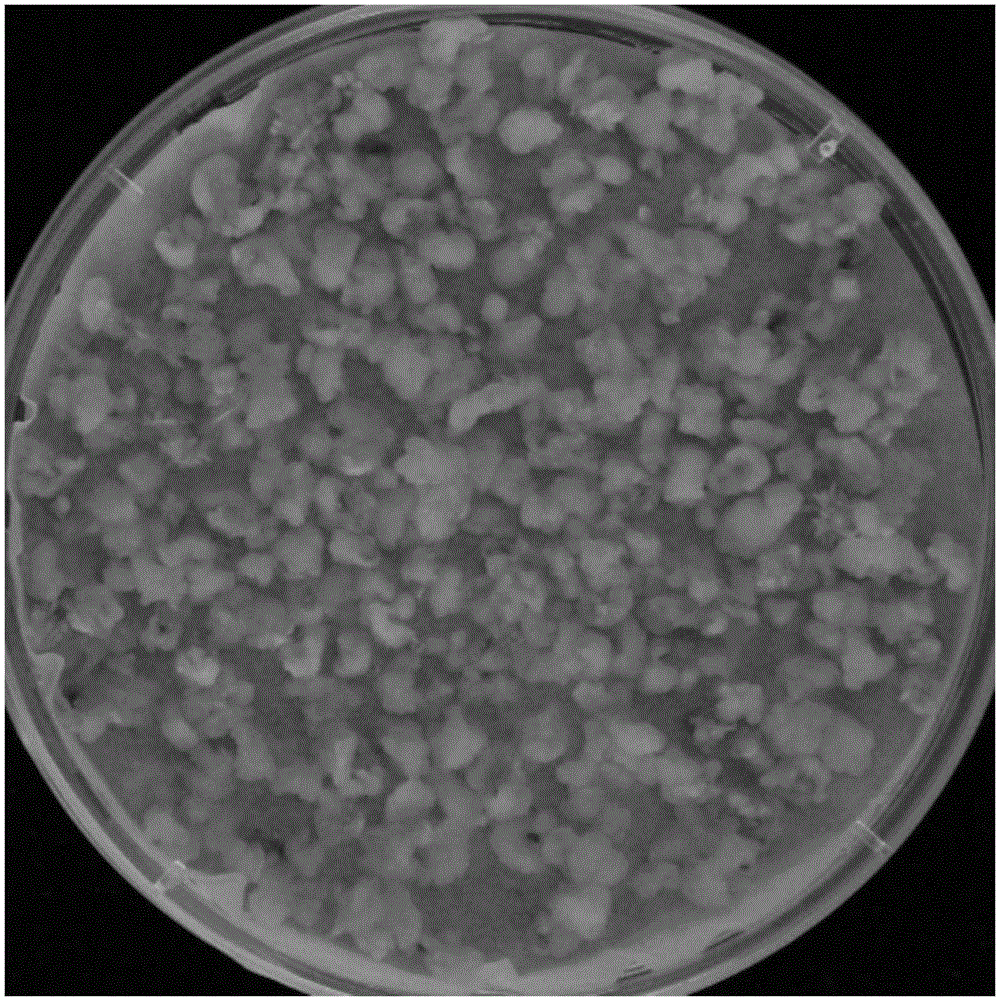 Agrobacterium-mediated rapid genetic transformation method for japonica rice