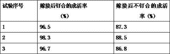 Method for increasing grafting survival rate of populus tomentosa