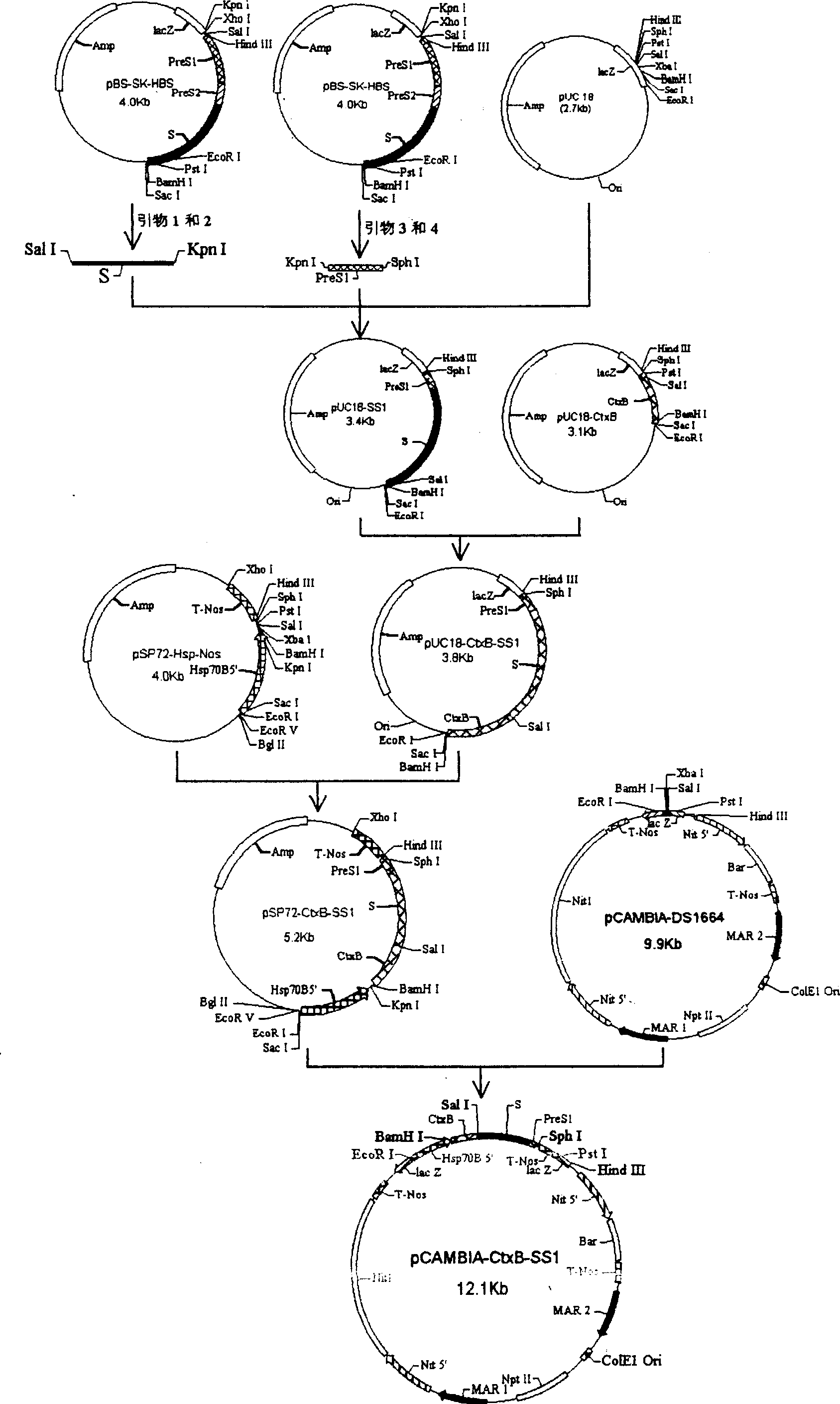 Preparation method trans hepatitis B surface antigen (HBsAg) gene salt algae