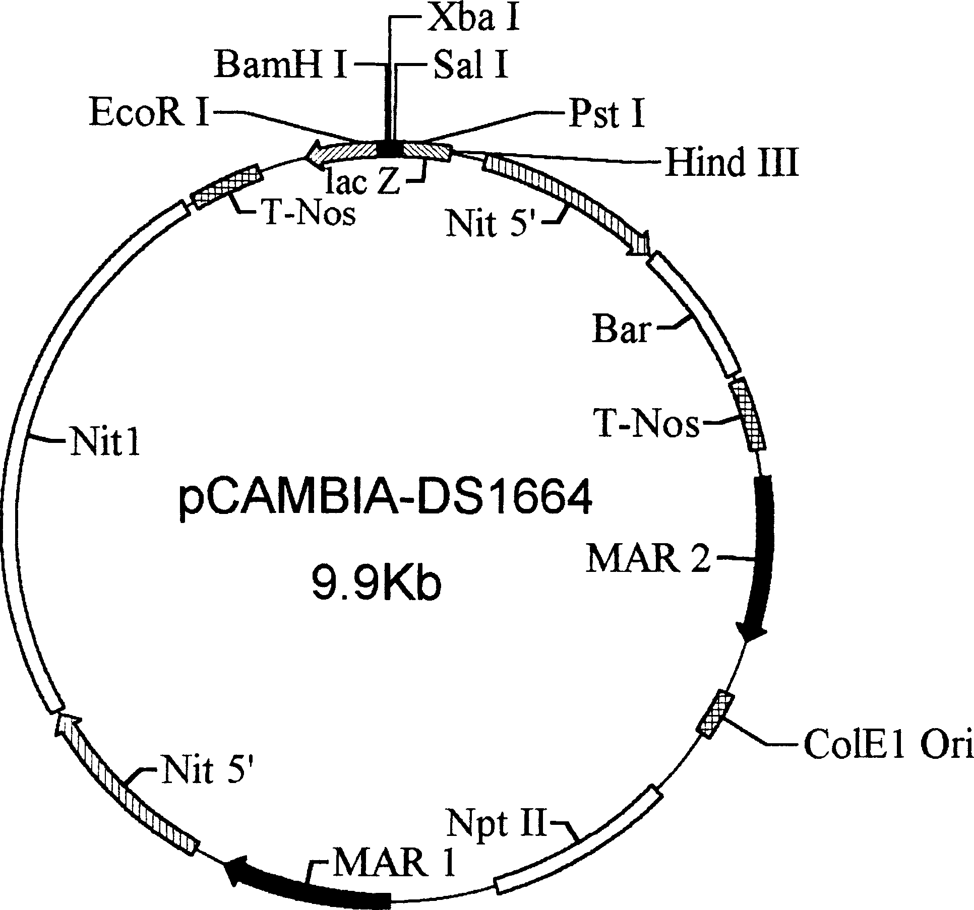 Preparation method trans hepatitis B surface antigen (HBsAg) gene salt algae