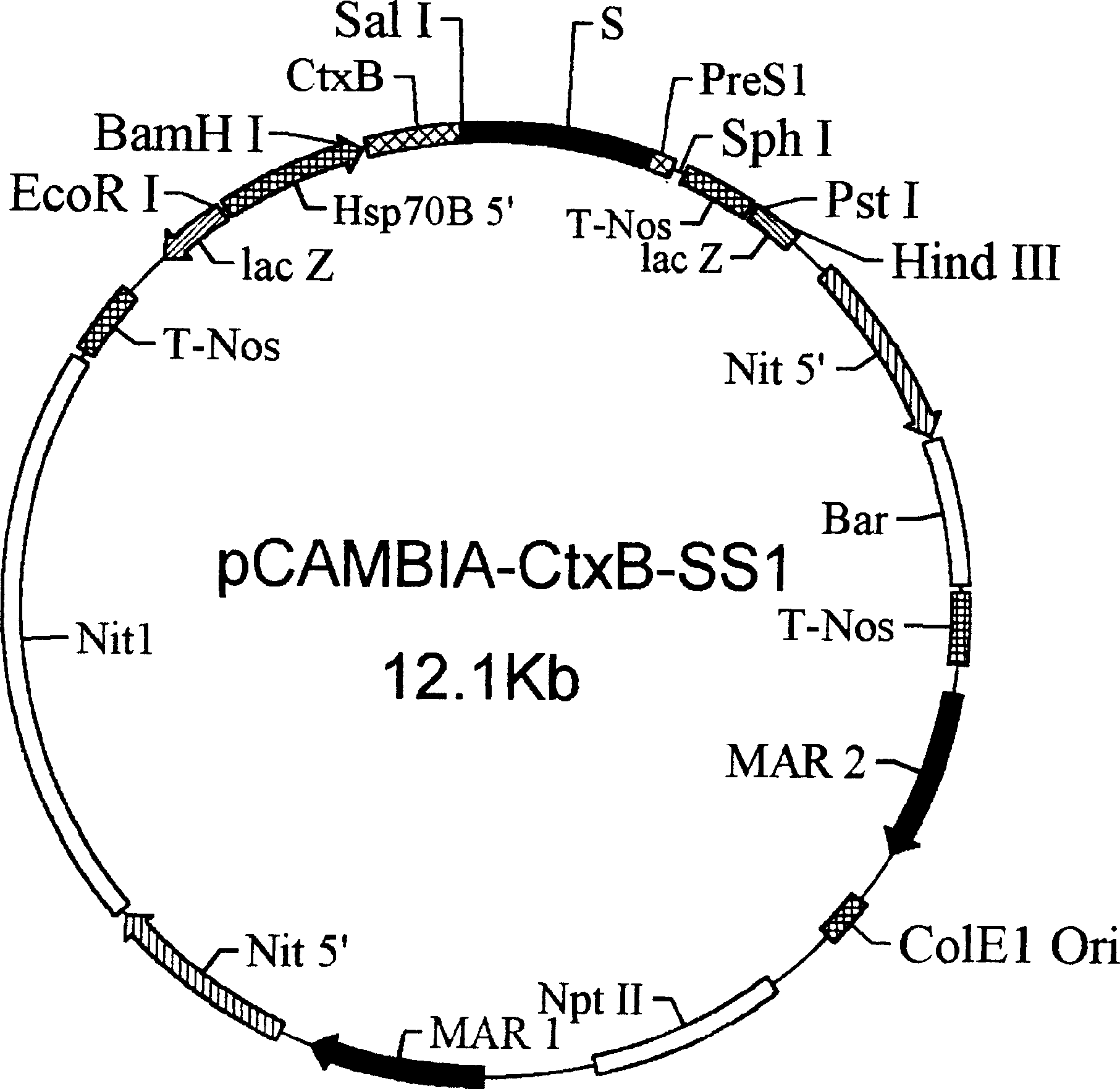 Preparation method trans hepatitis B surface antigen (HBsAg) gene salt algae