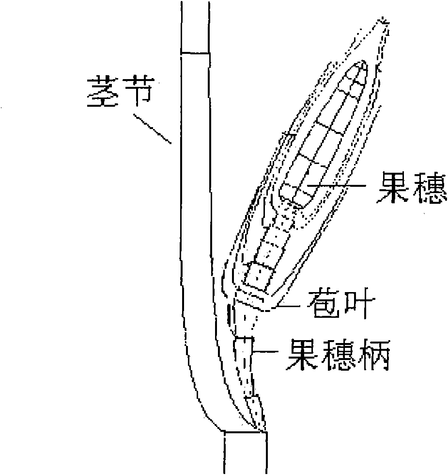 Three-dimensional morphological virtual modeling method of corn silk