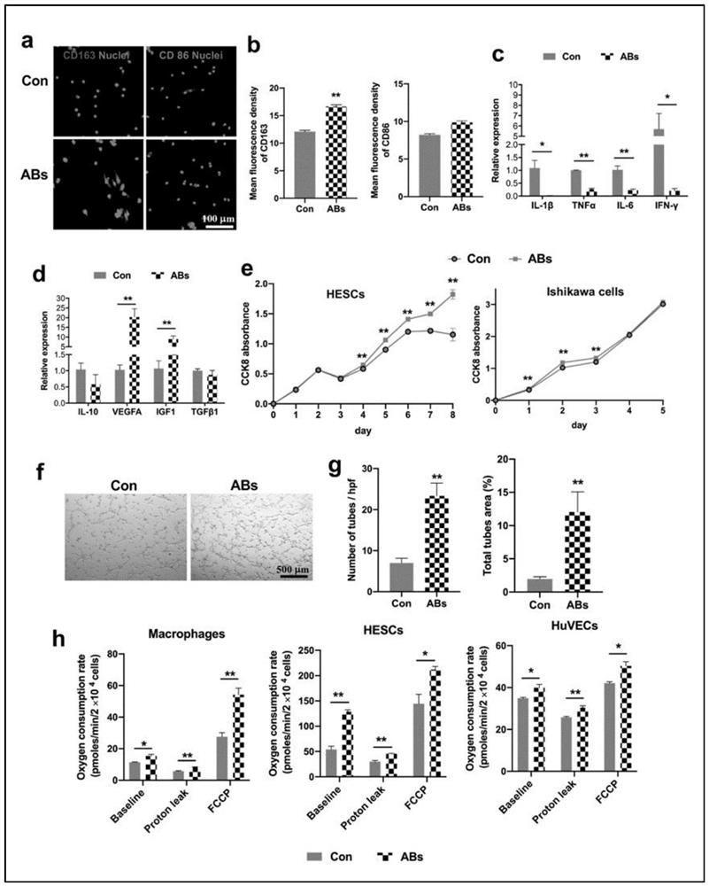 Preparation method of stem cell apoptotic body for repairing endometrium and improving fertility