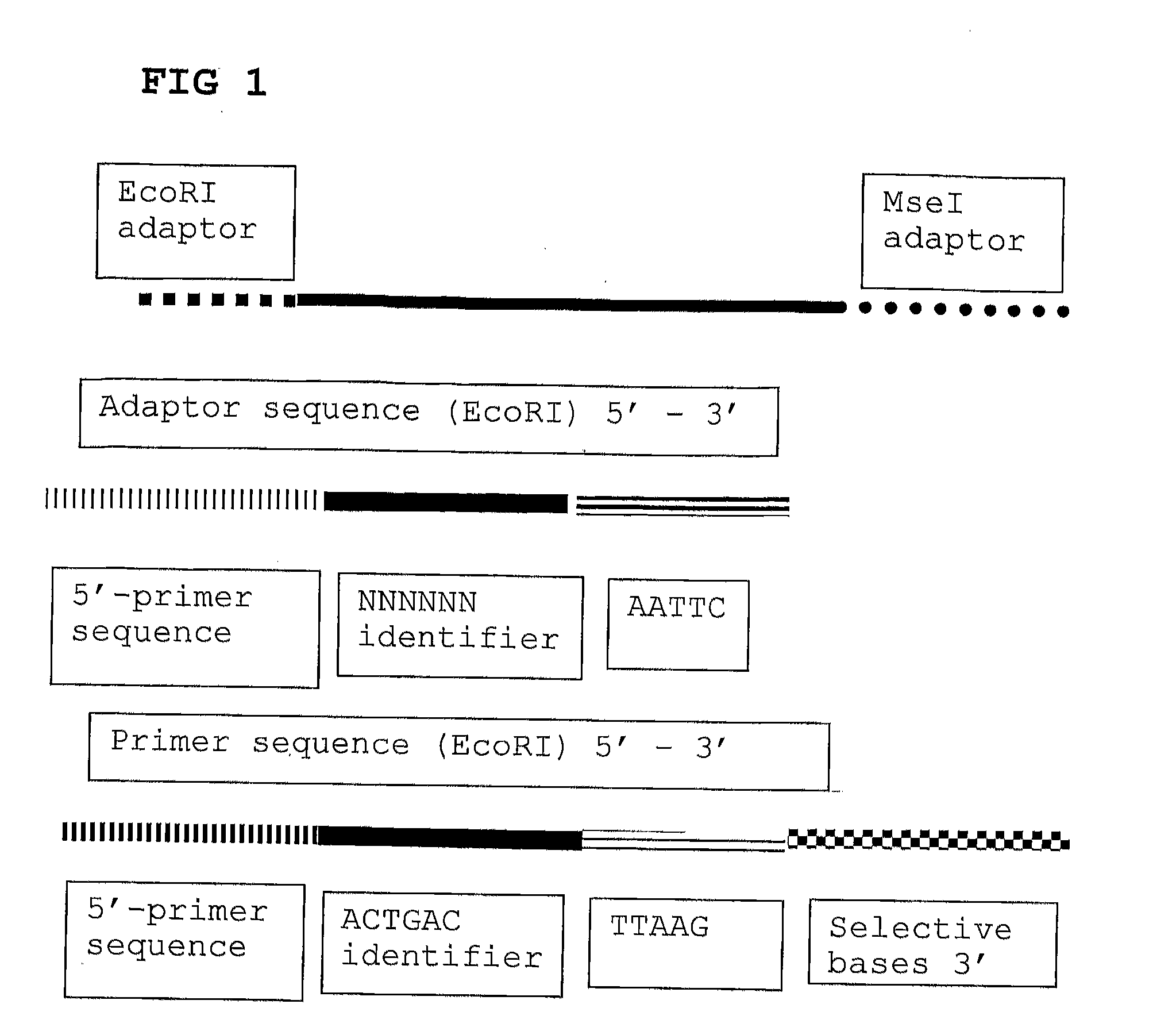 High throughput detection of molecular markers based on aflp and high through-put sequencing