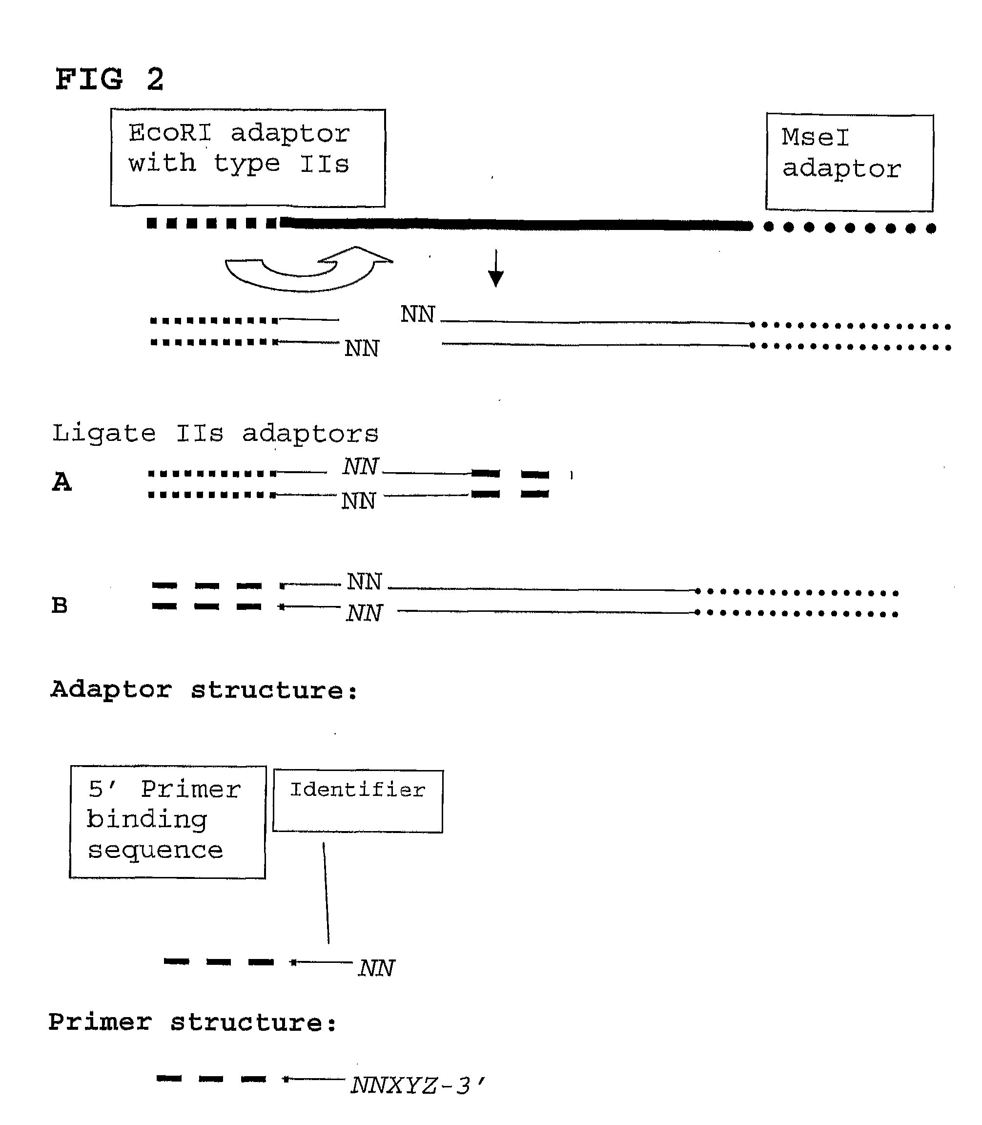 High throughput detection of molecular markers based on aflp and high through-put sequencing