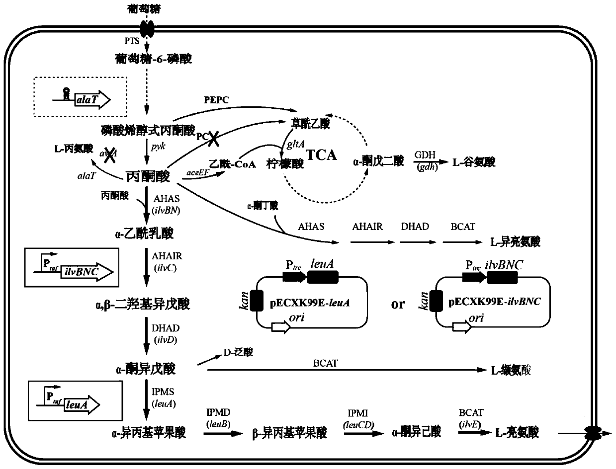 Recombinant corynebacterium glutamicum strengthening capability of synthesizing L-leucine from pyruvic acid and application of recombinant corynebacterium glutamicum