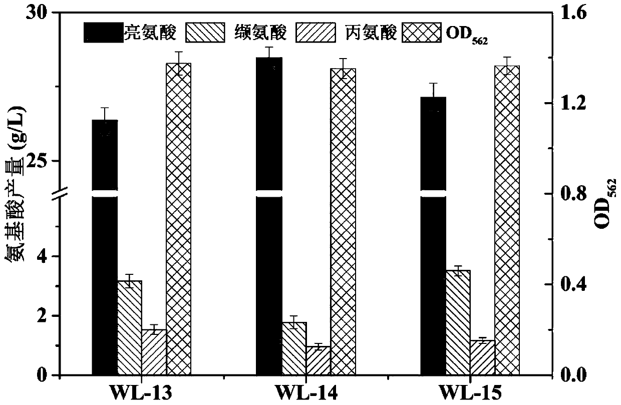 Recombinant corynebacterium glutamicum strengthening capability of synthesizing L-leucine from pyruvic acid and application of recombinant corynebacterium glutamicum