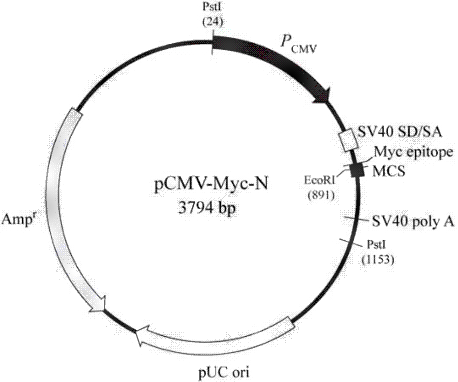 Application of porcine BTG2 (B-cell translocation gene-2) gene in anti-PRRS (porcine reproductive and respiratory syndrome) virus