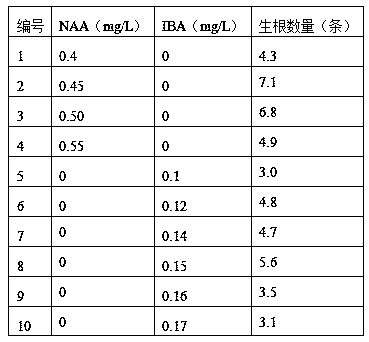 Cuttage seedling growing method for brassaiopsis glomerulata (Blume) Regel