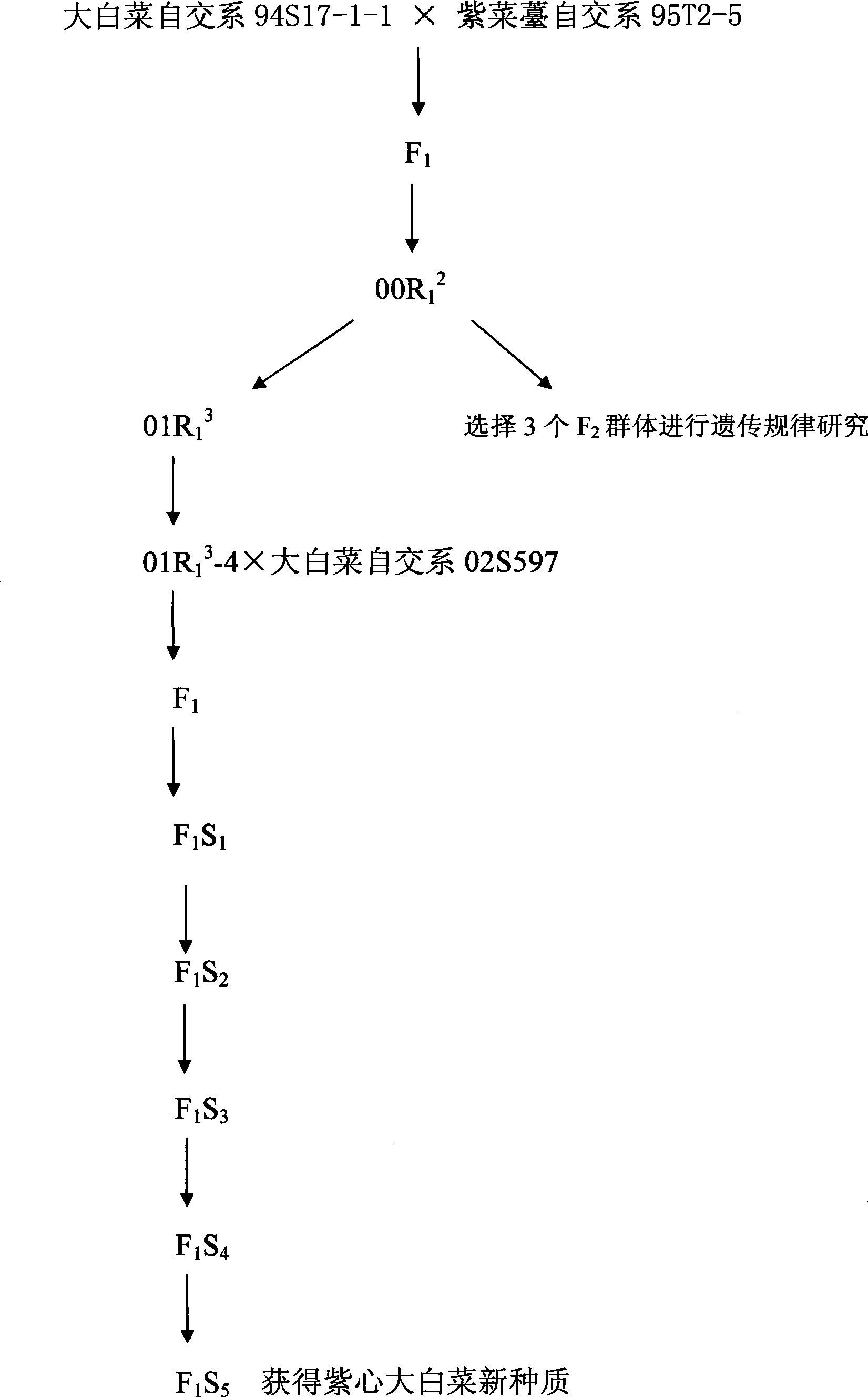 Method for breeding novel germplasm of Chinese cabbage with purple core