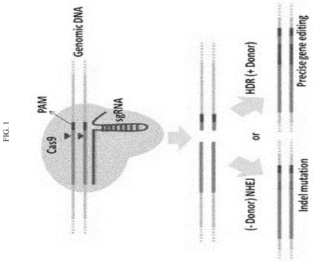 Method to enhance screening for homologous recombination in genome edited cells using recombination-activated fluorescent donor delivery vector