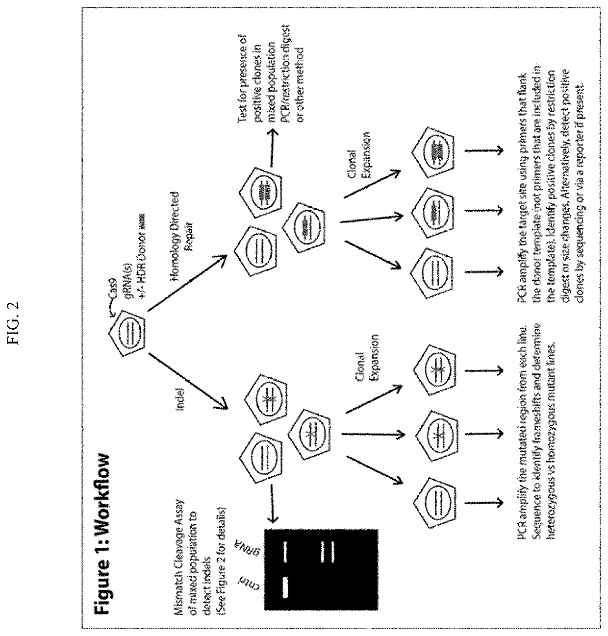 Method to enhance screening for homologous recombination in genome edited cells using recombination-activated fluorescent donor delivery vector