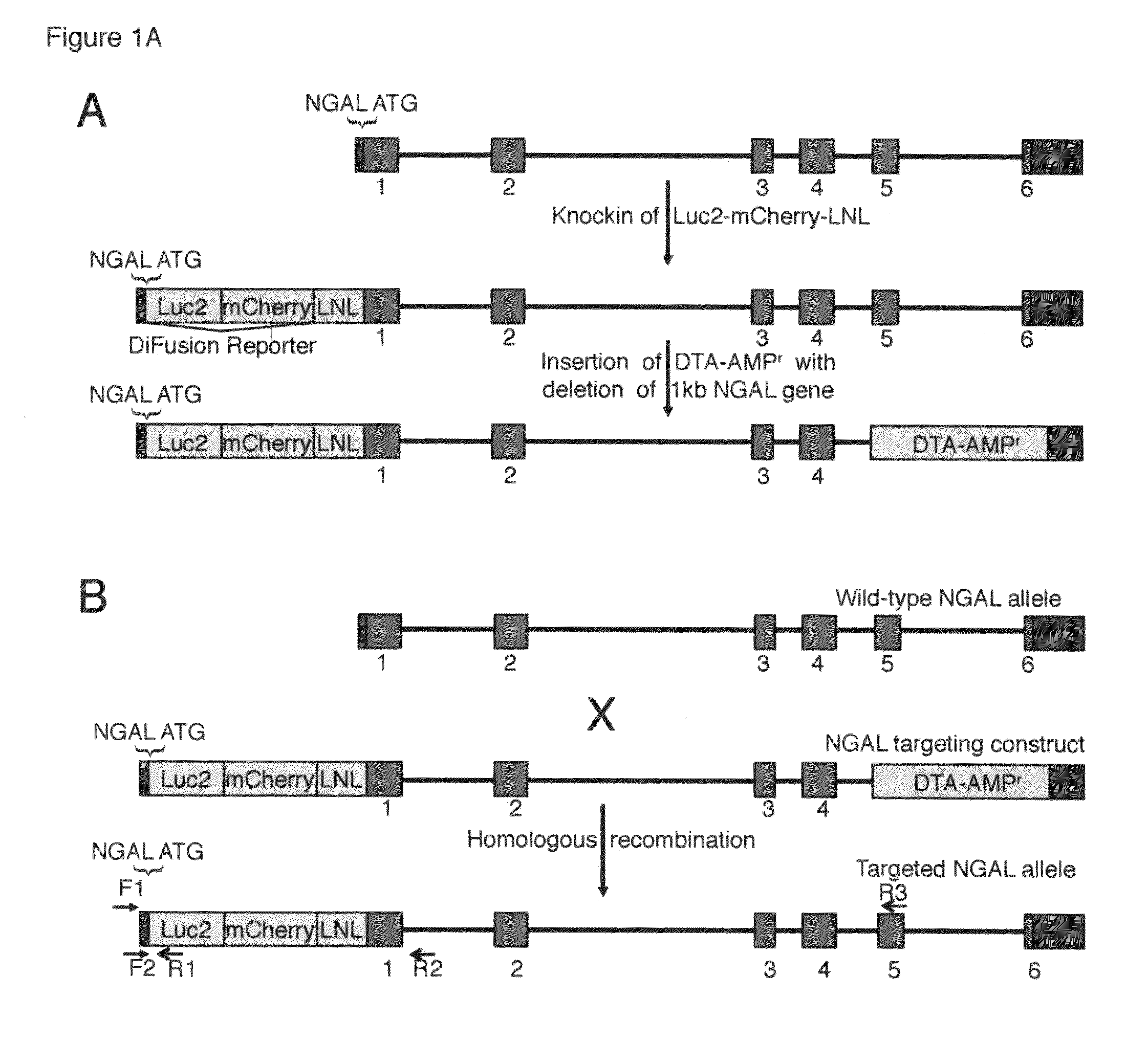 Transgenic Reporter Mouse and Method for Use