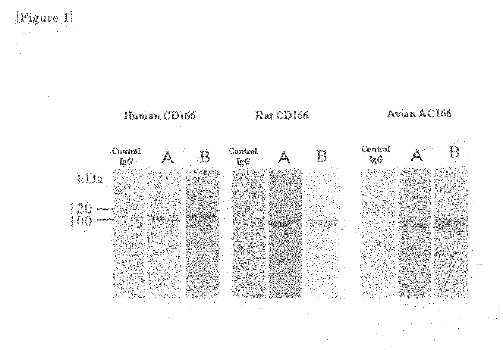 Monoclonal antibody to CD166 and method for production thereof