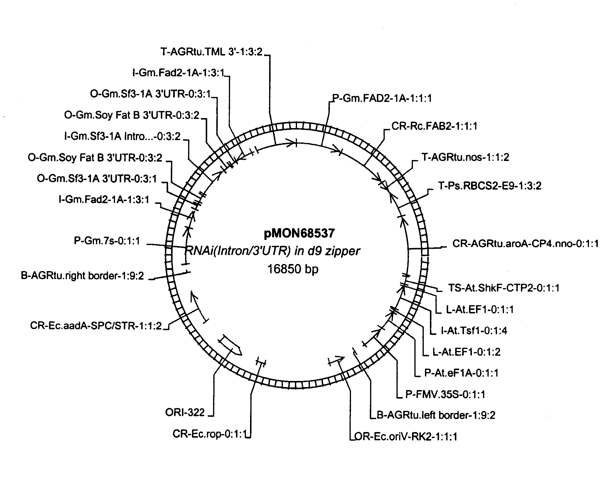 Nucleic acid constructs and methods for producing altered seed oil compositions