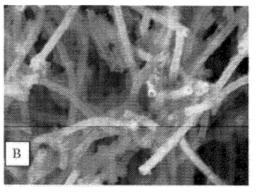 Novel microorganism capable of producing oxide