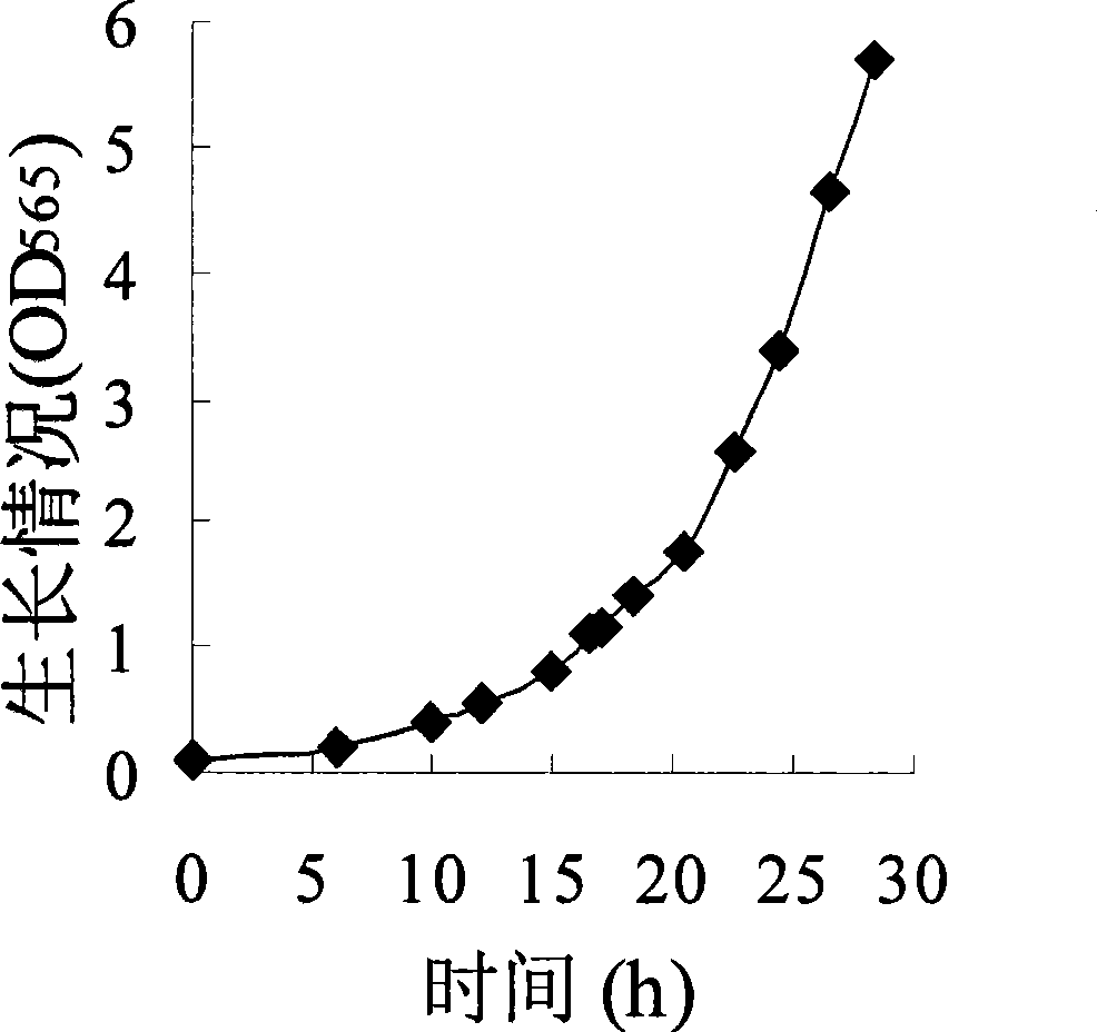 Method for producing magnetosome by cultivating magnetotactic bacteria