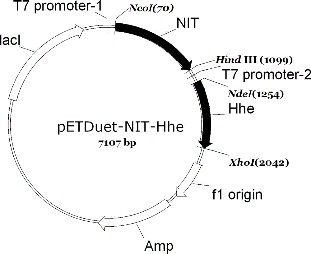 New method of biologically synthesizing (R)-3-hydroxylglutarate monoester