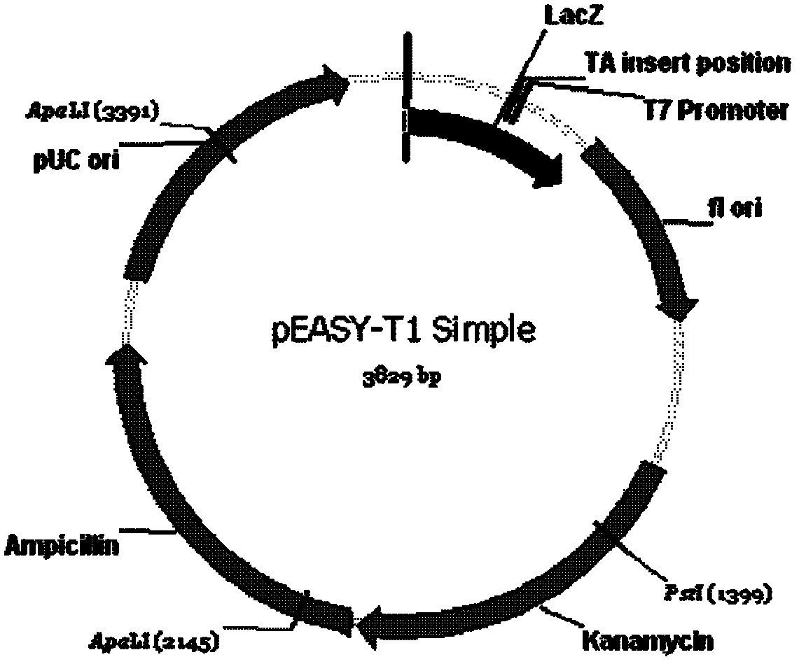 Application of wheat TaCPK2 protein in plant disease-resistant breeding