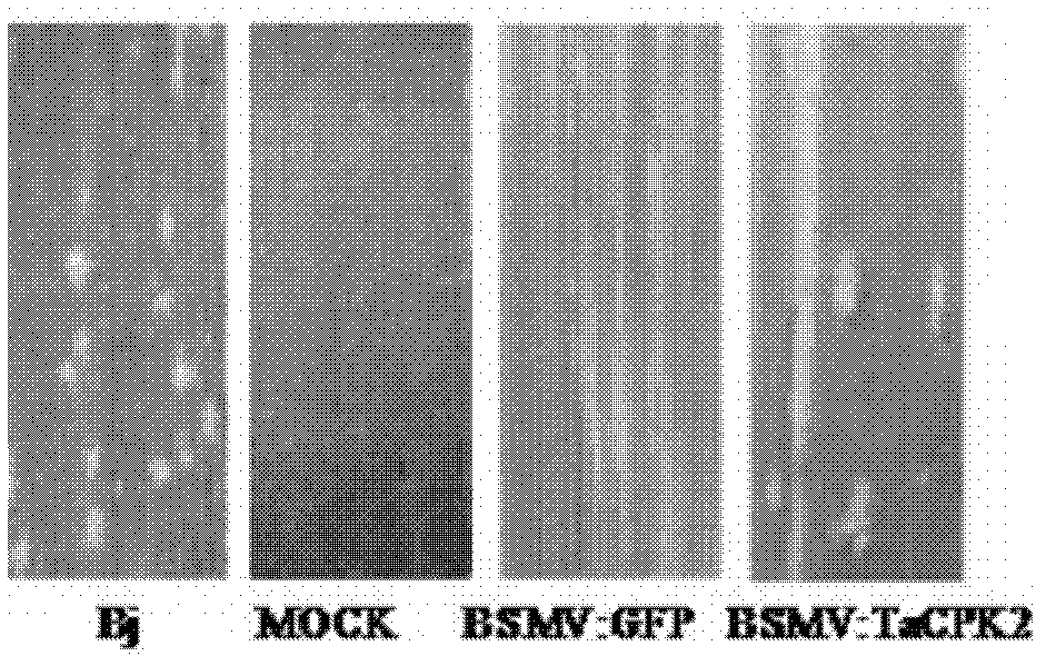 Application of wheat TaCPK2 protein in plant disease-resistant breeding