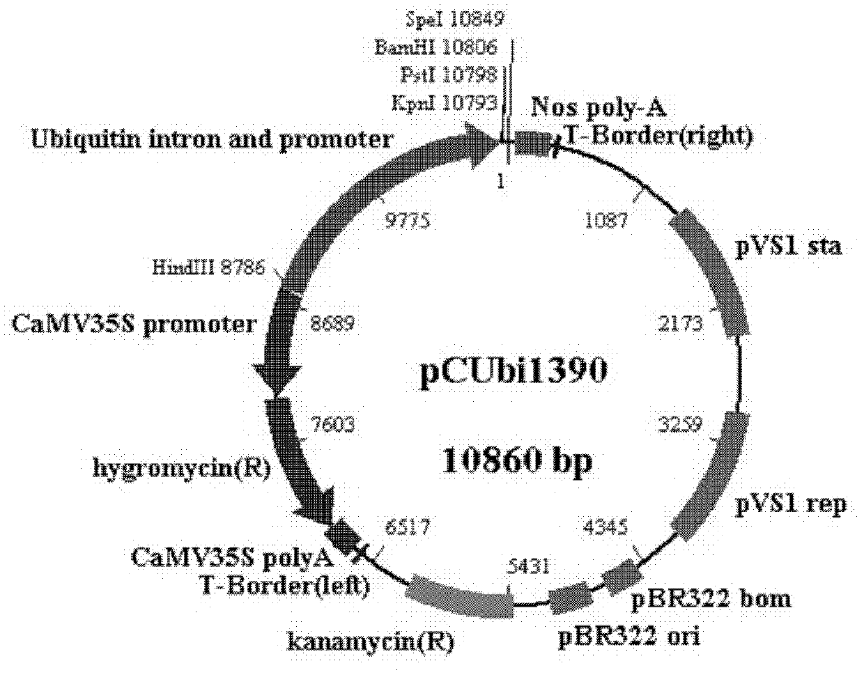 Application of wheat TaCPK2 protein in plant disease-resistant breeding